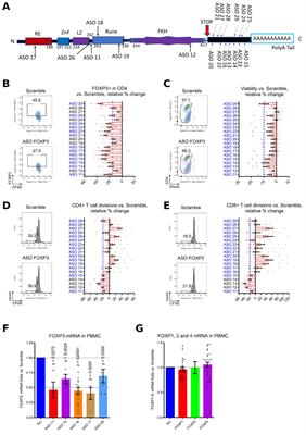 Antisense targeting of FOXP3+ Tregs to boost anti-tumor immunity